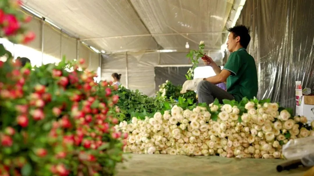 Growth of the Floral Industry: Cold Chain Logistics and Innovation in Flower Production